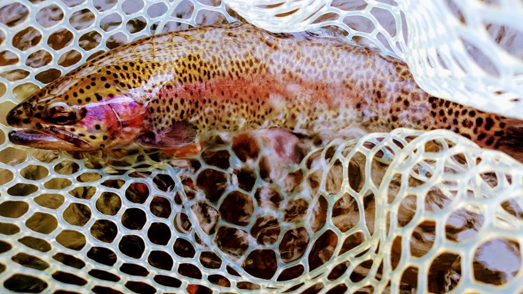 Gallery Beavers Bend Fly Fishing Guide Service™